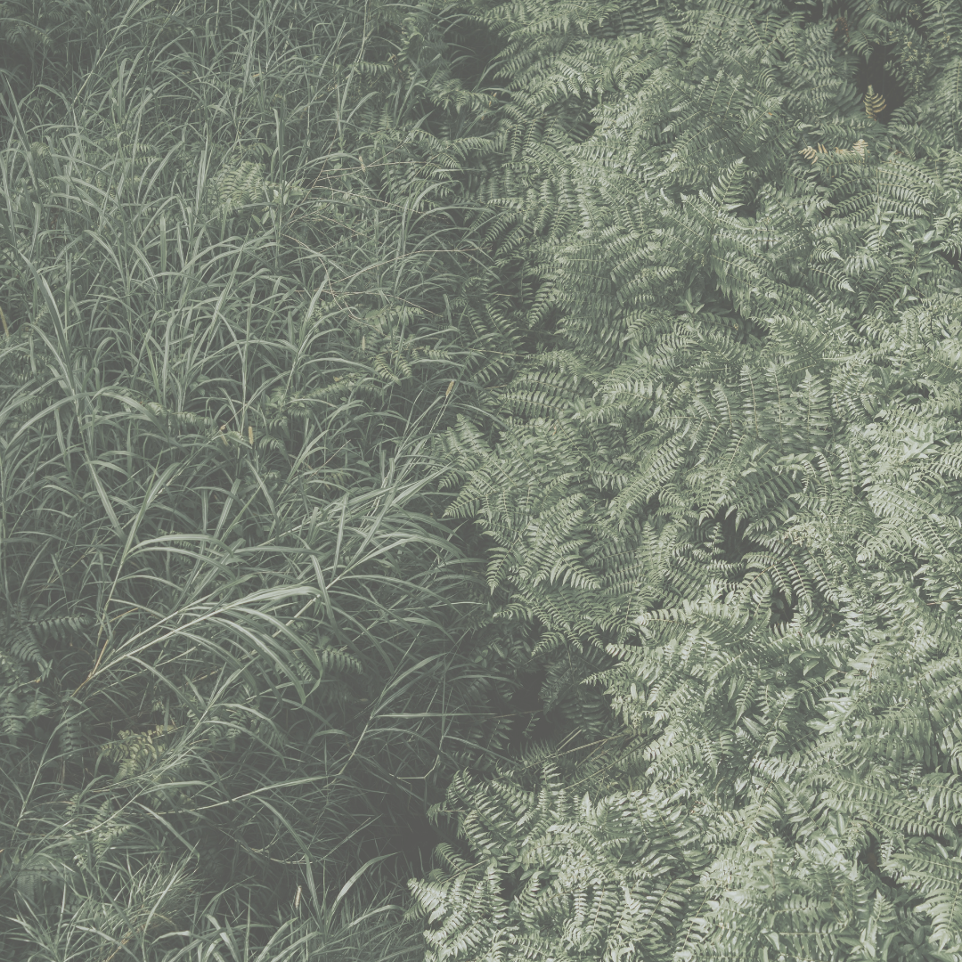 Pack 3 Sprays áuricos esenciales